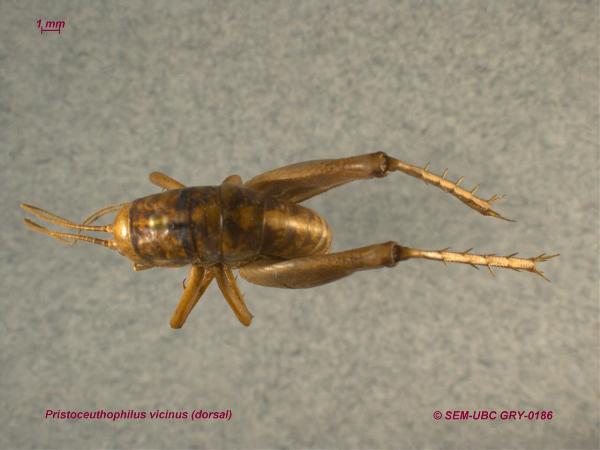 Photo of Ceuthophilus vincinus by Spencer Entomological Museum